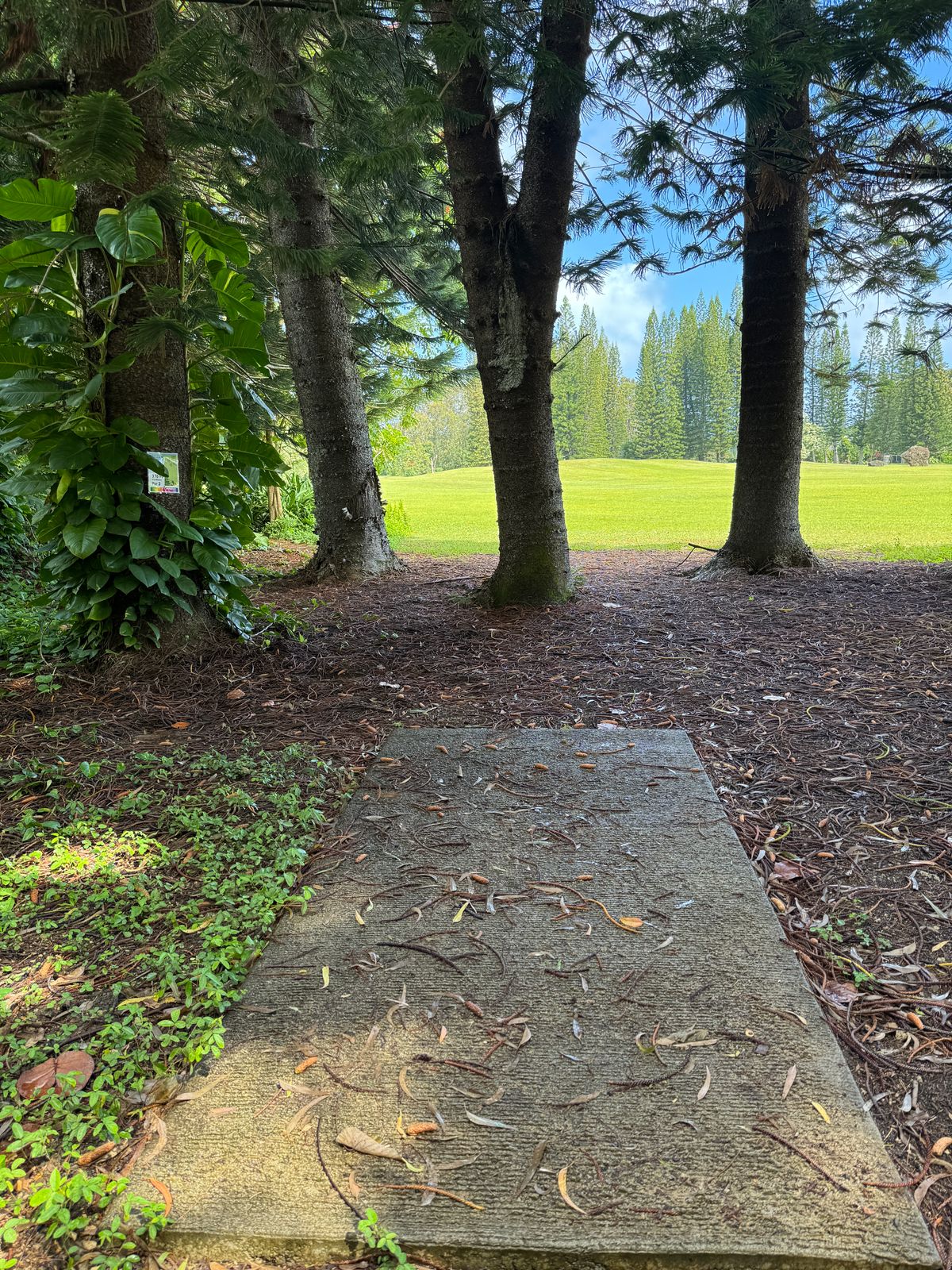 I definitely hit that tree.