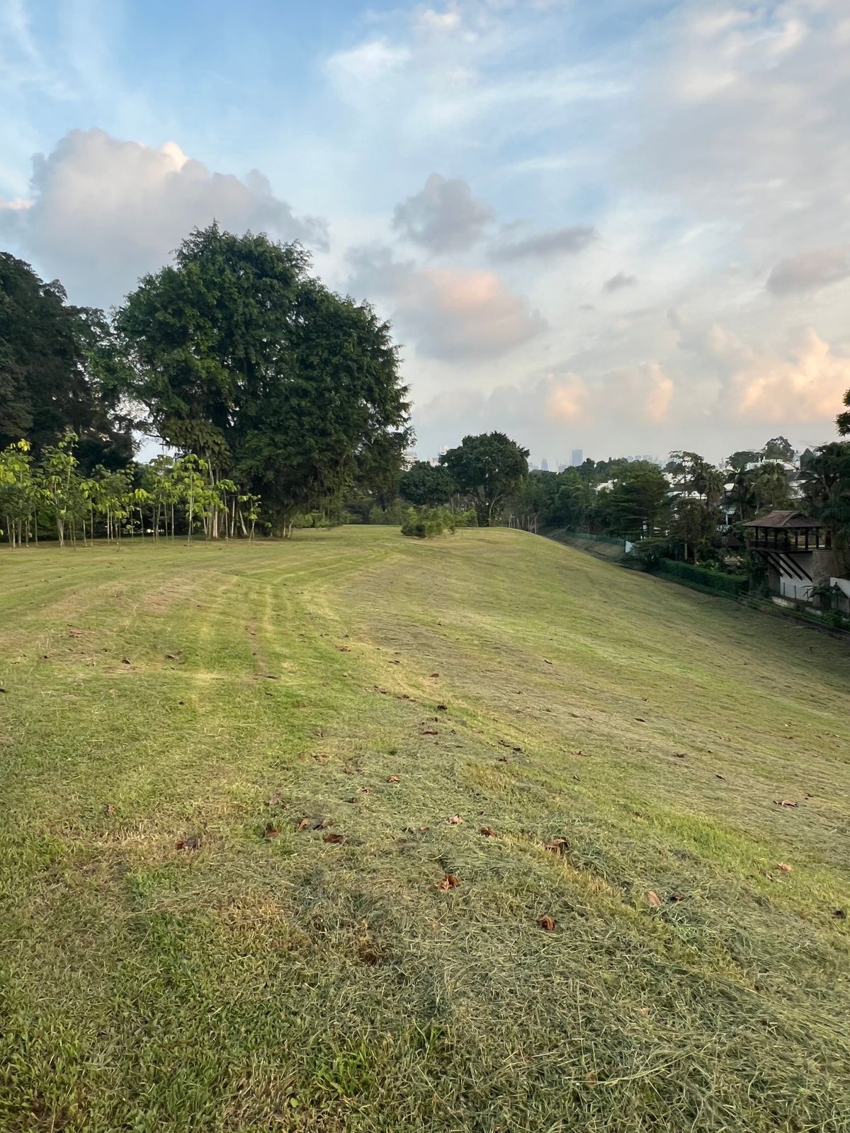 Hole 13 fairway looking back at the tee and mando tree.