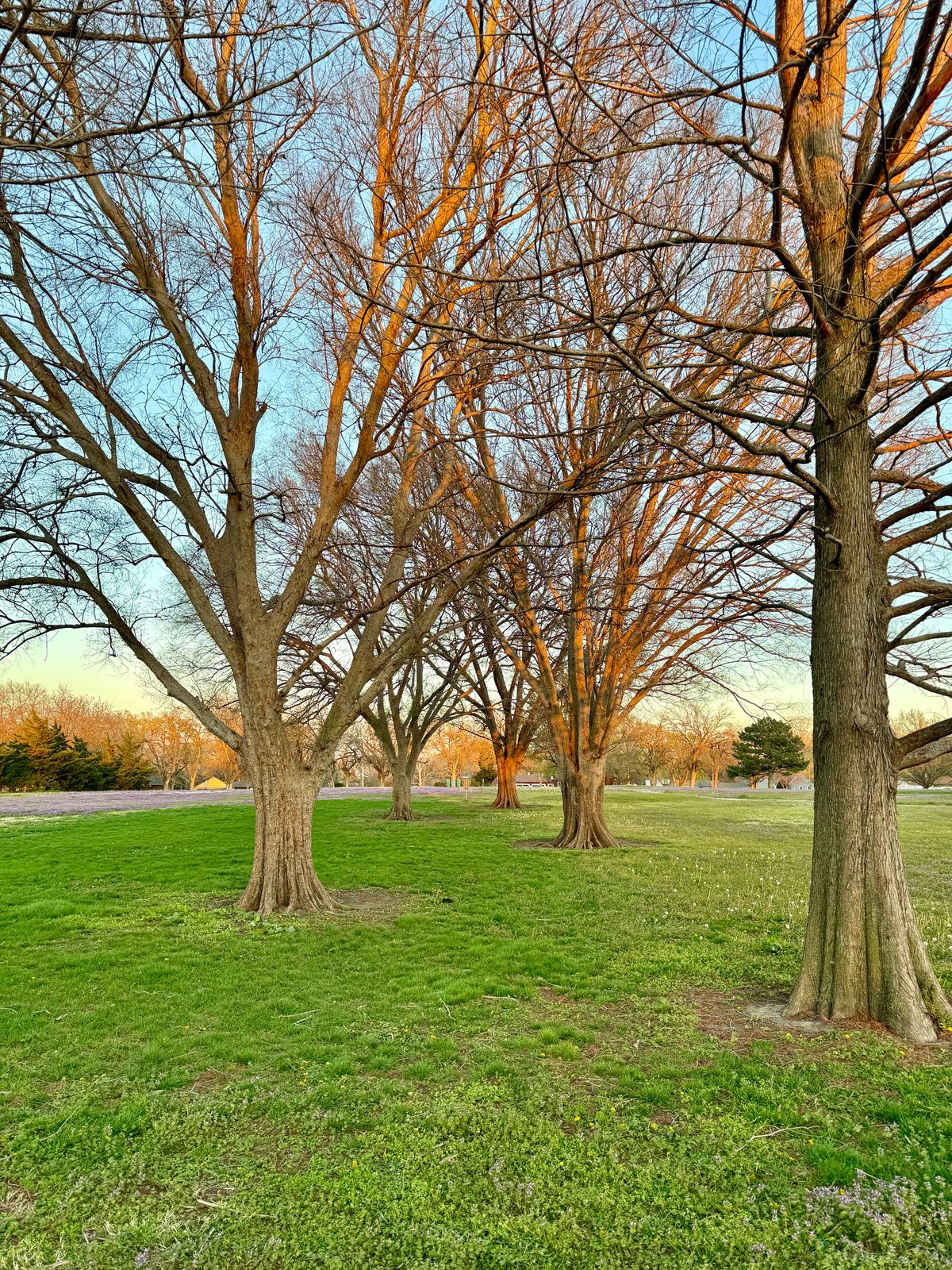 Hole 9 at sunset, through the trees, slightly uphill. Beautiful.