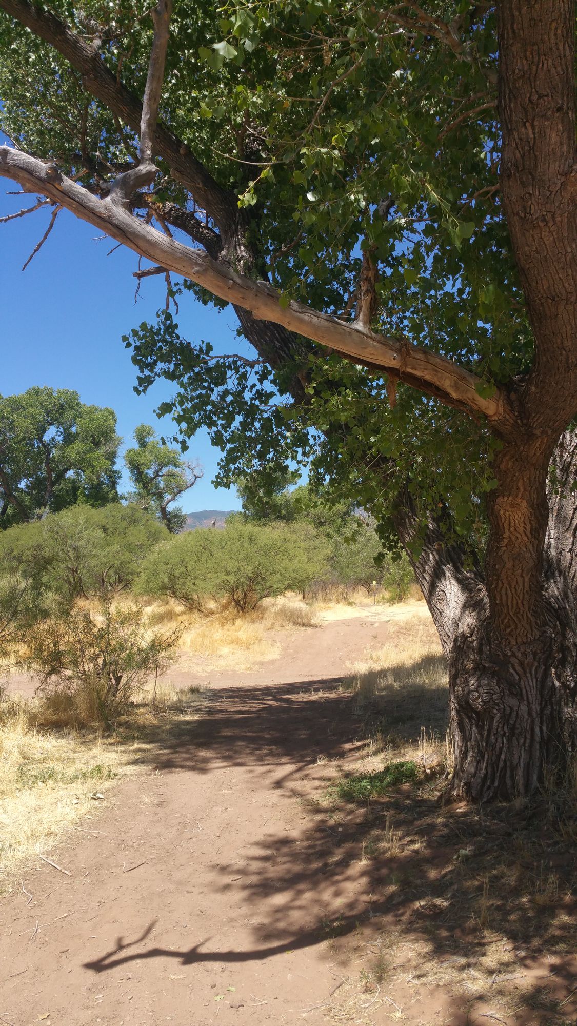 Fairway bends to the right around a large Cottonwood tree.