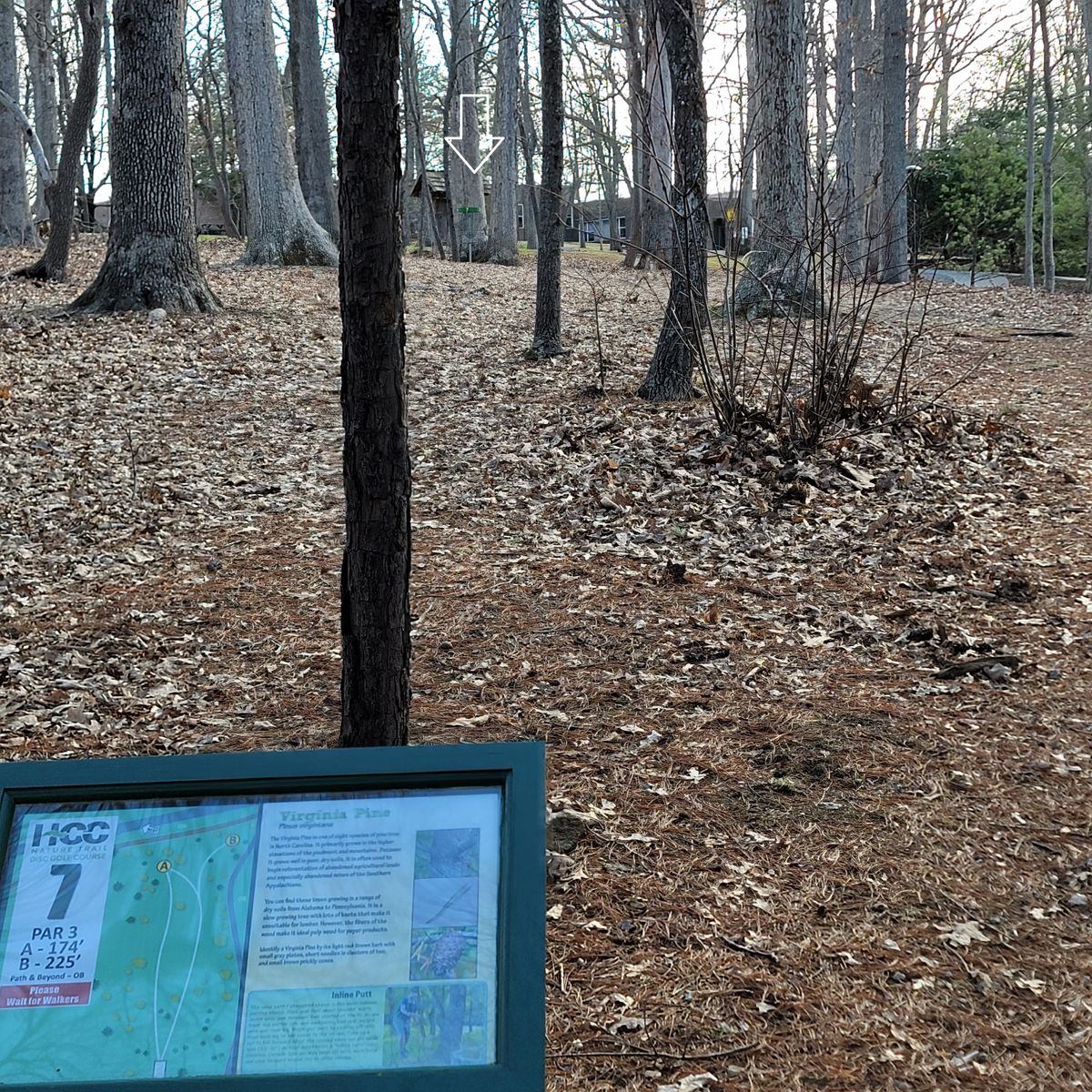 Hole 7