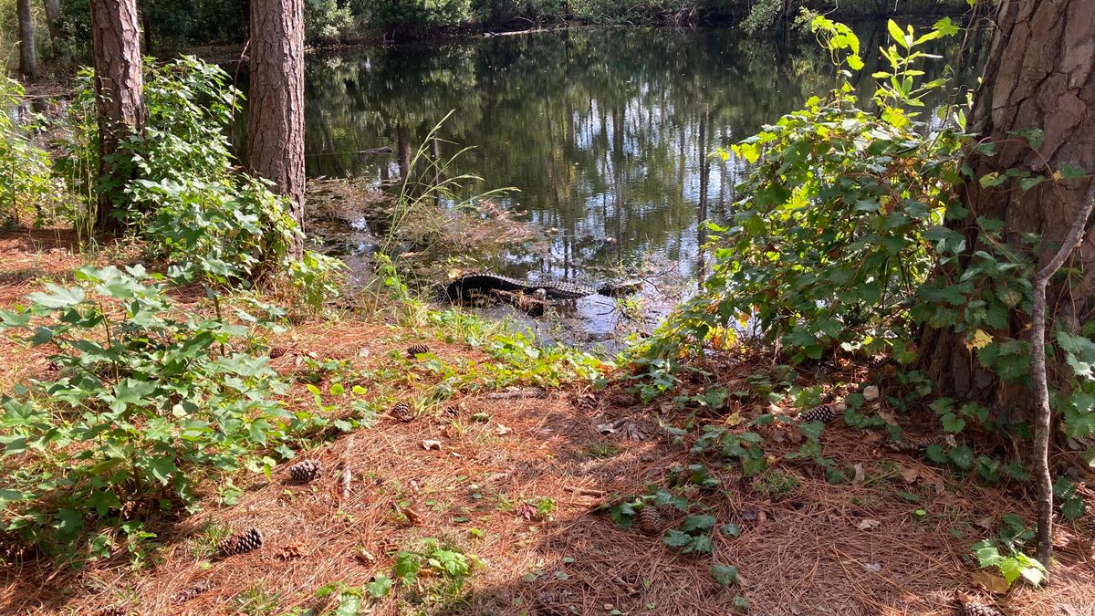 Gator on the edge of the pond on #7