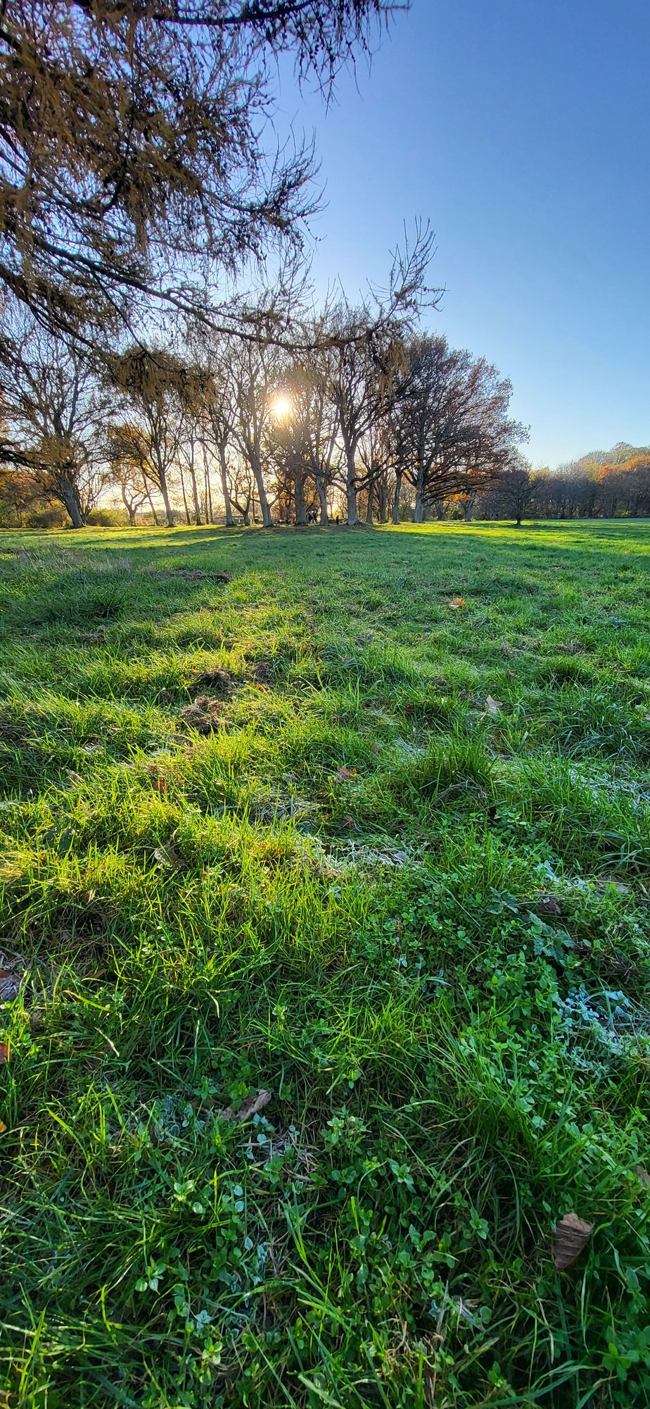 The first sign of frost in autumn