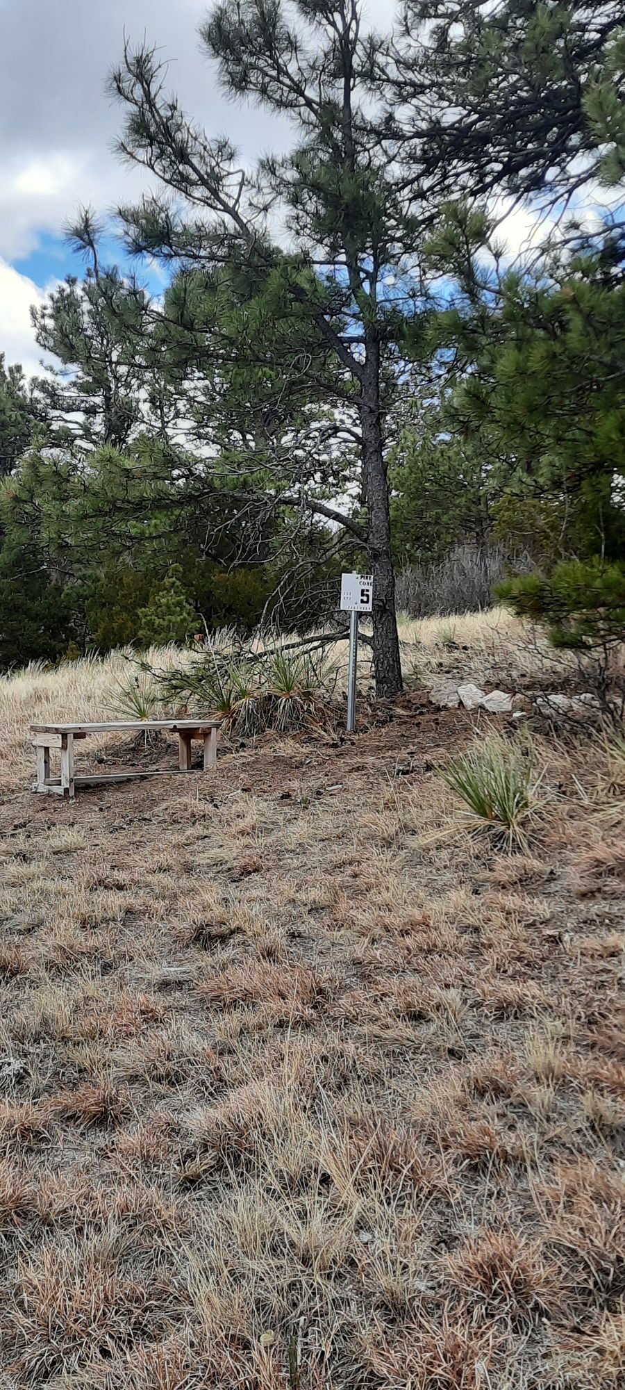 Hole 5 tee