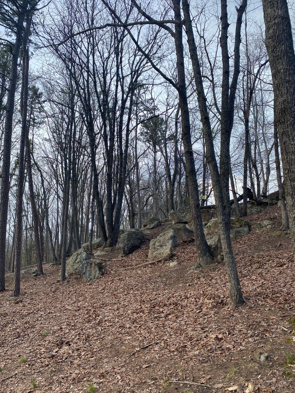 From the dogleg of 18