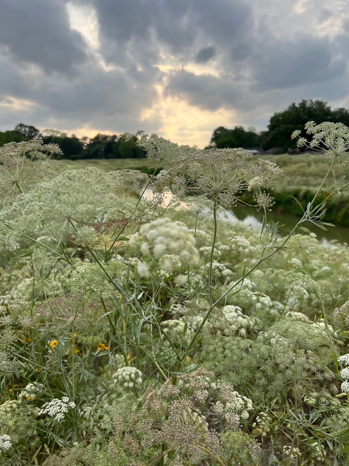 Wild flowers bloom