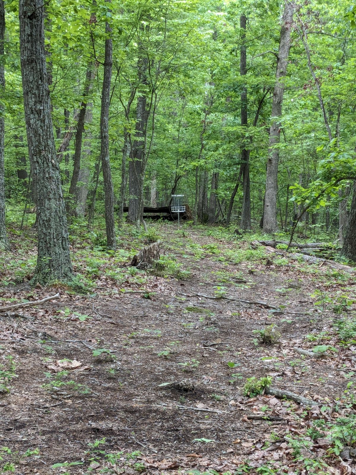 Hole 5