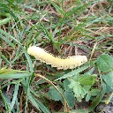 littlelarval