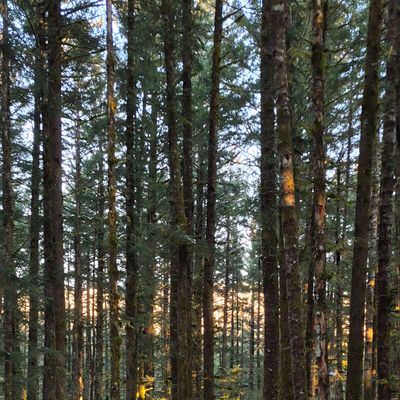 Tee pad with a clear shot to the basket.