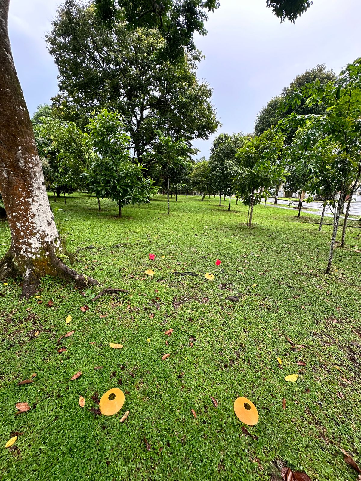 Hole 1 Teepad