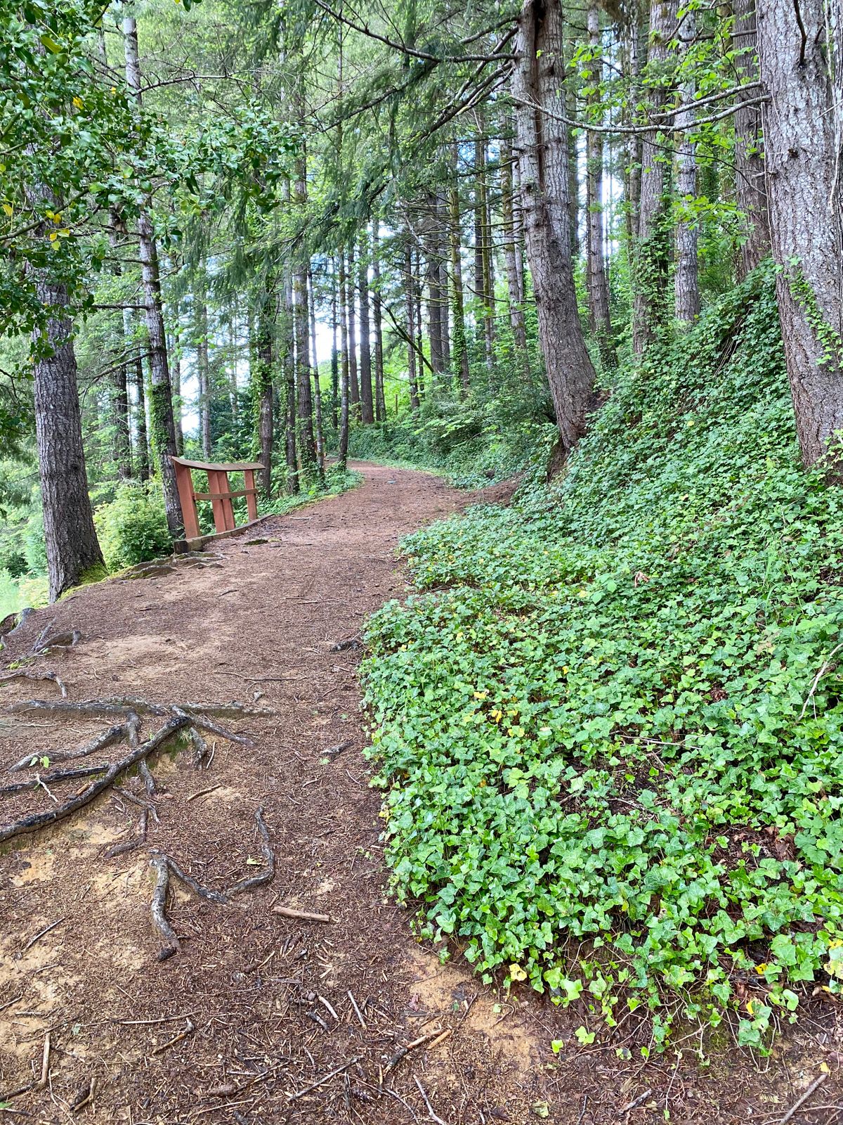 Looking up the path from hole 1.
