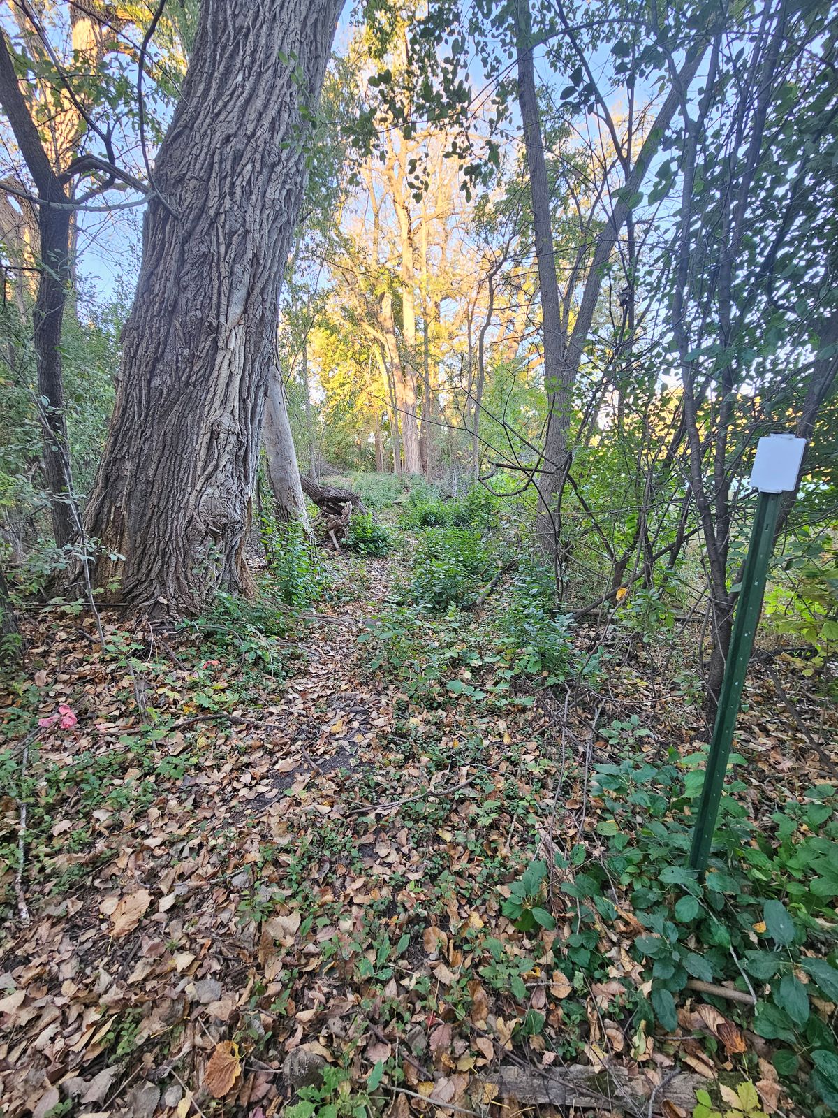 Hole 4hole 4 basket