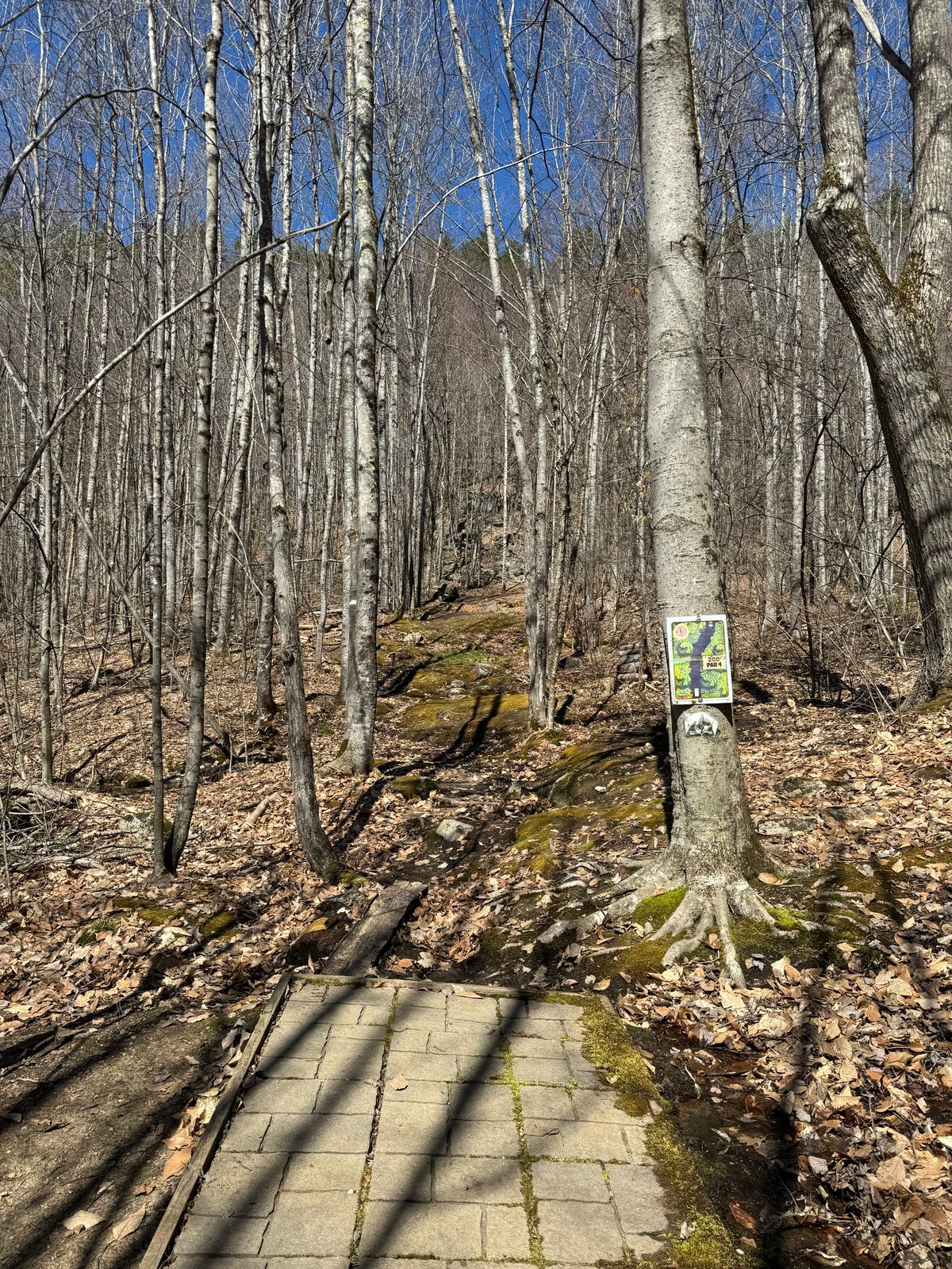 Hole 15