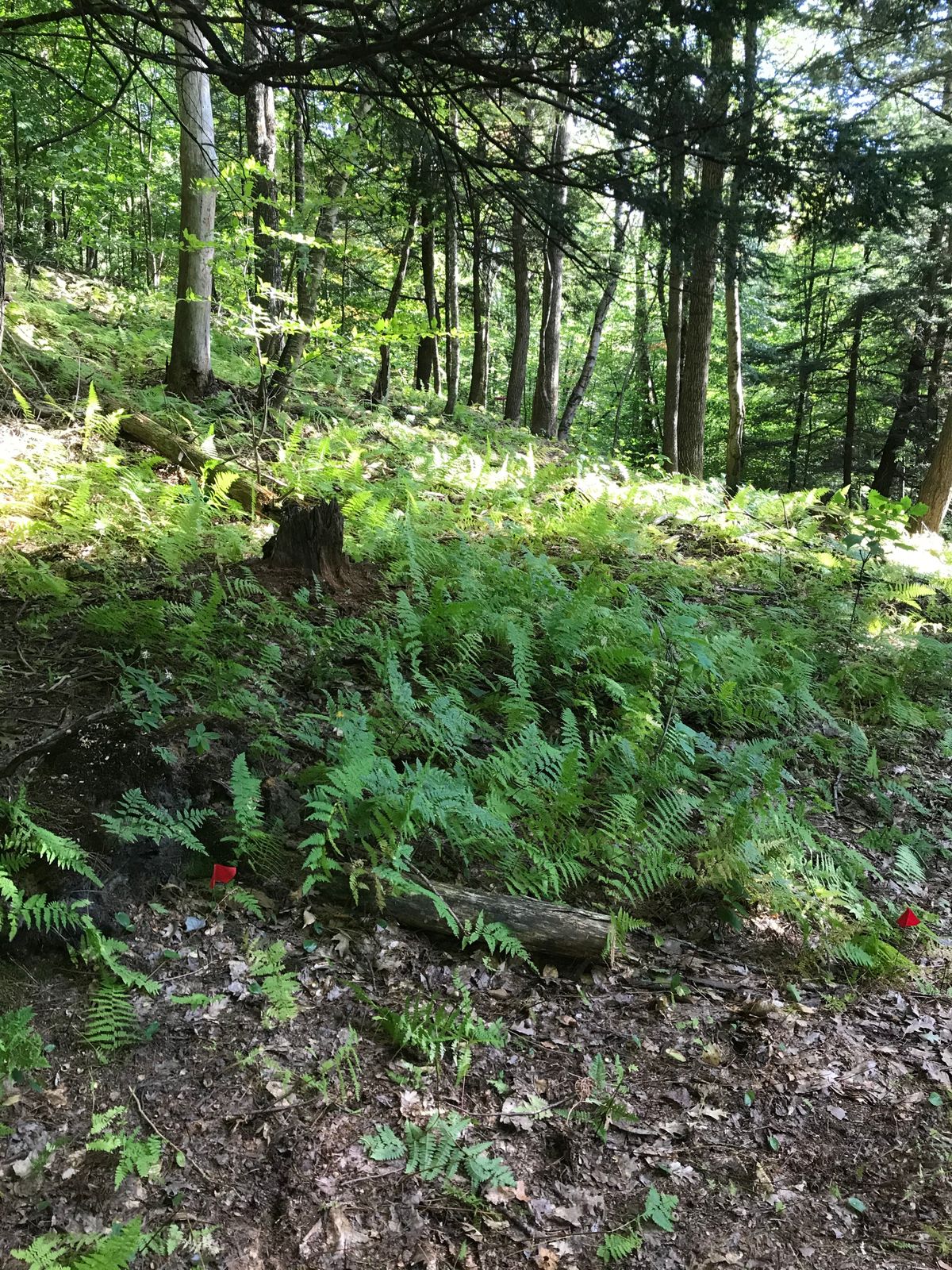 Hole 8, short tee