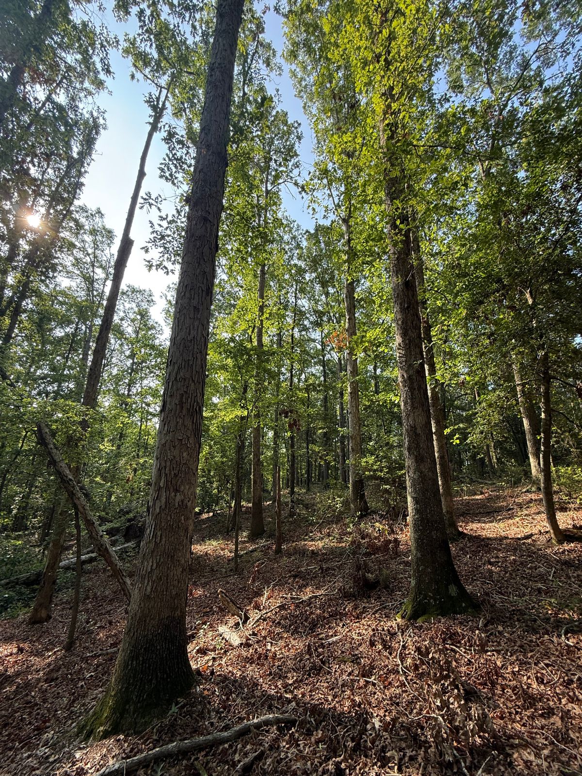 Hole 5