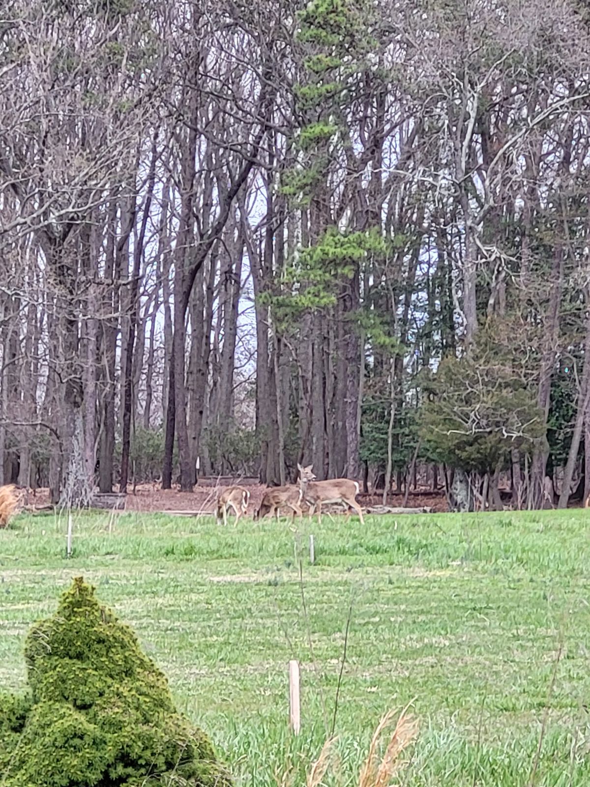Deer on Hole #15