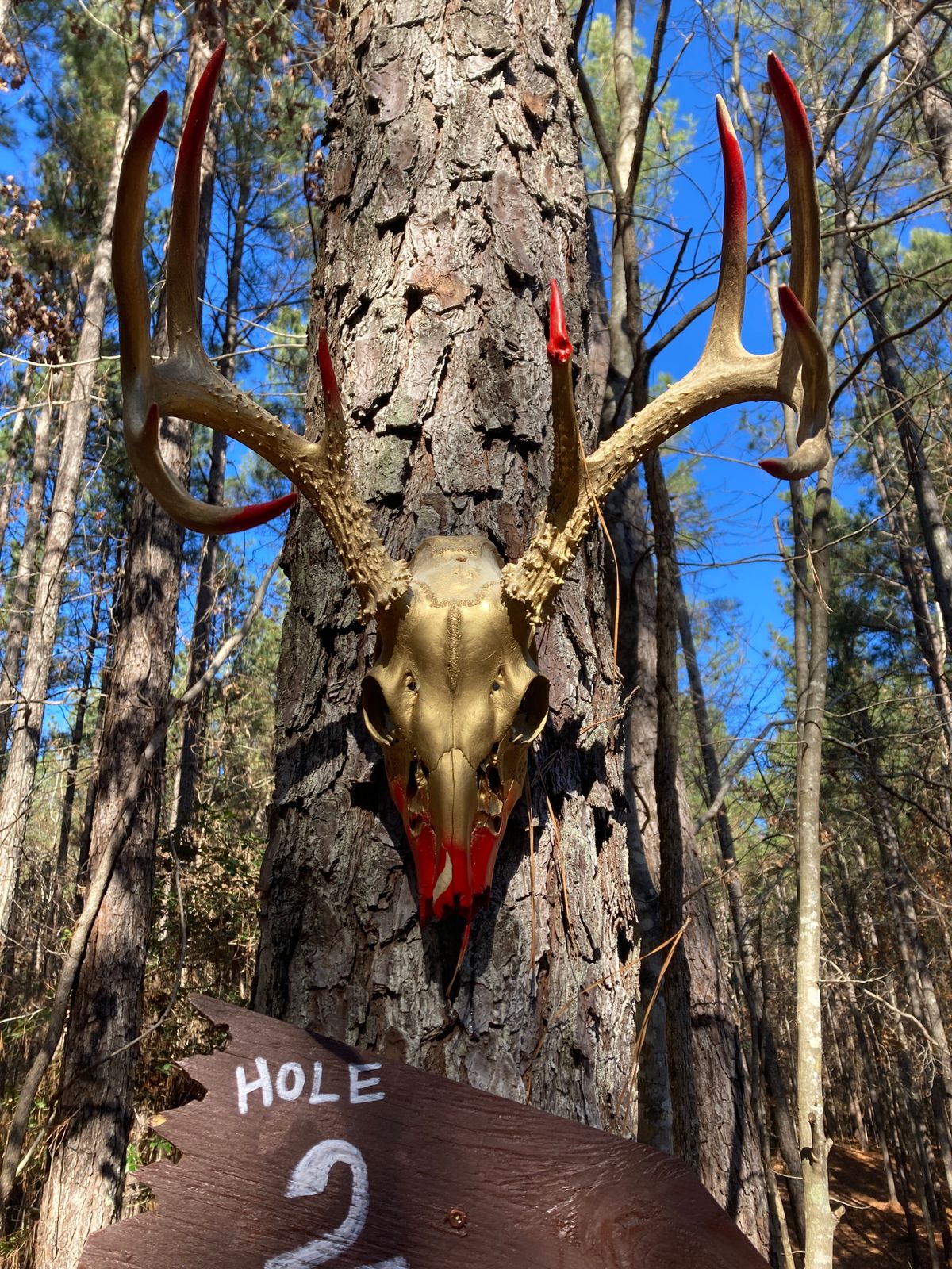 Dead deer