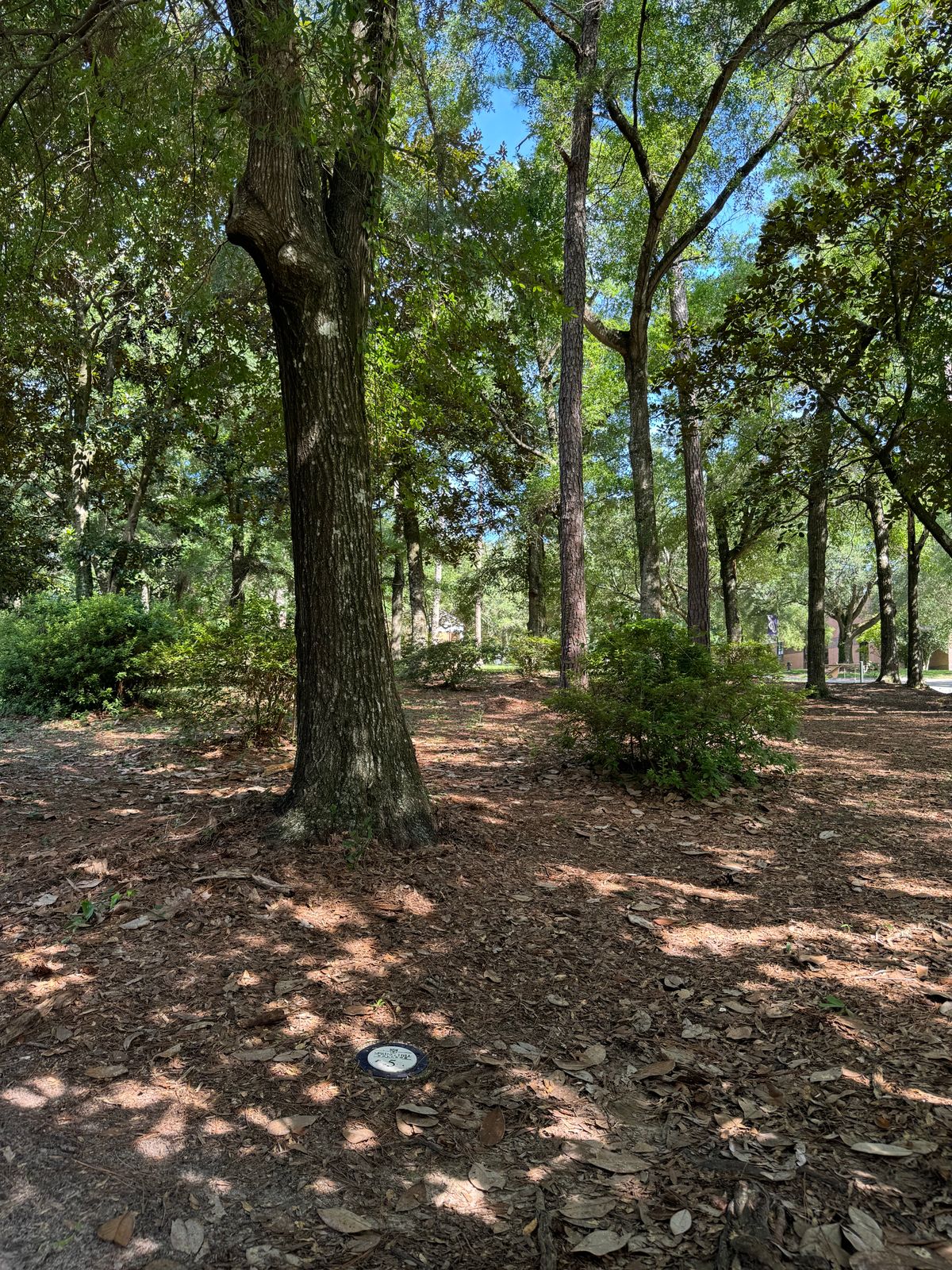 Hole 5