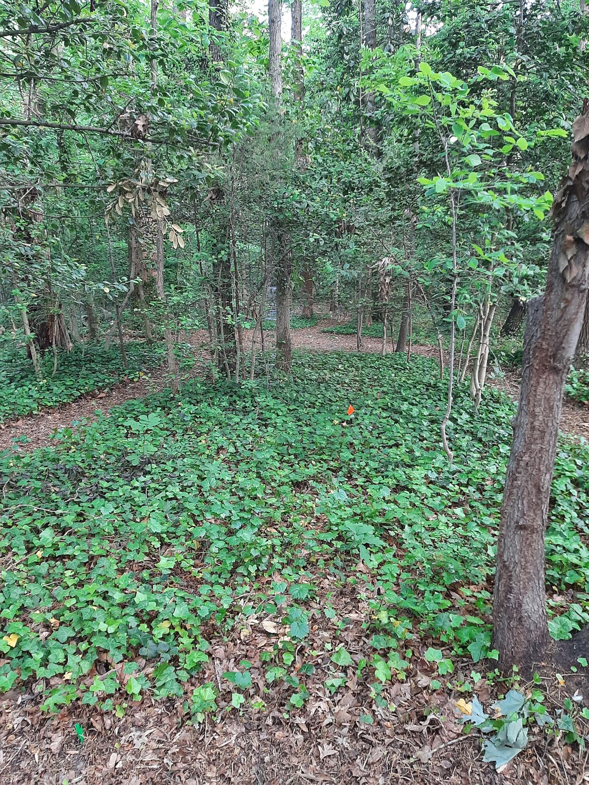 Hole 12 Red Tee