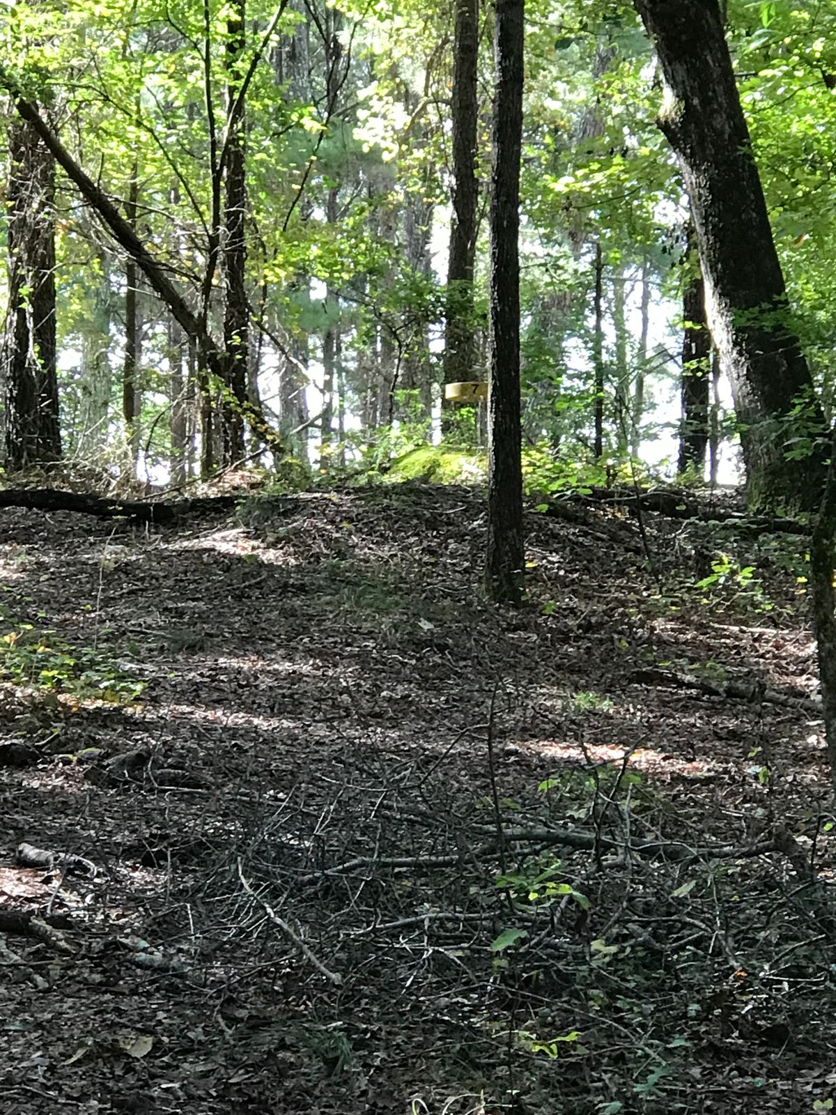 Hole 7 from the fairway.