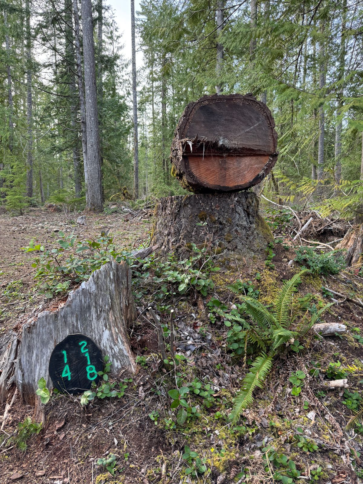 Hole 14