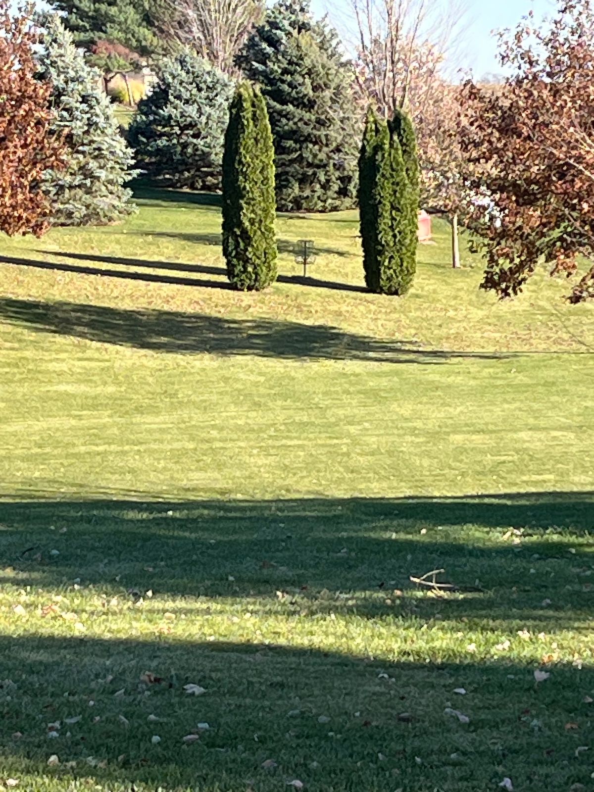 Basket #2. Downhill with guard bushes in front.