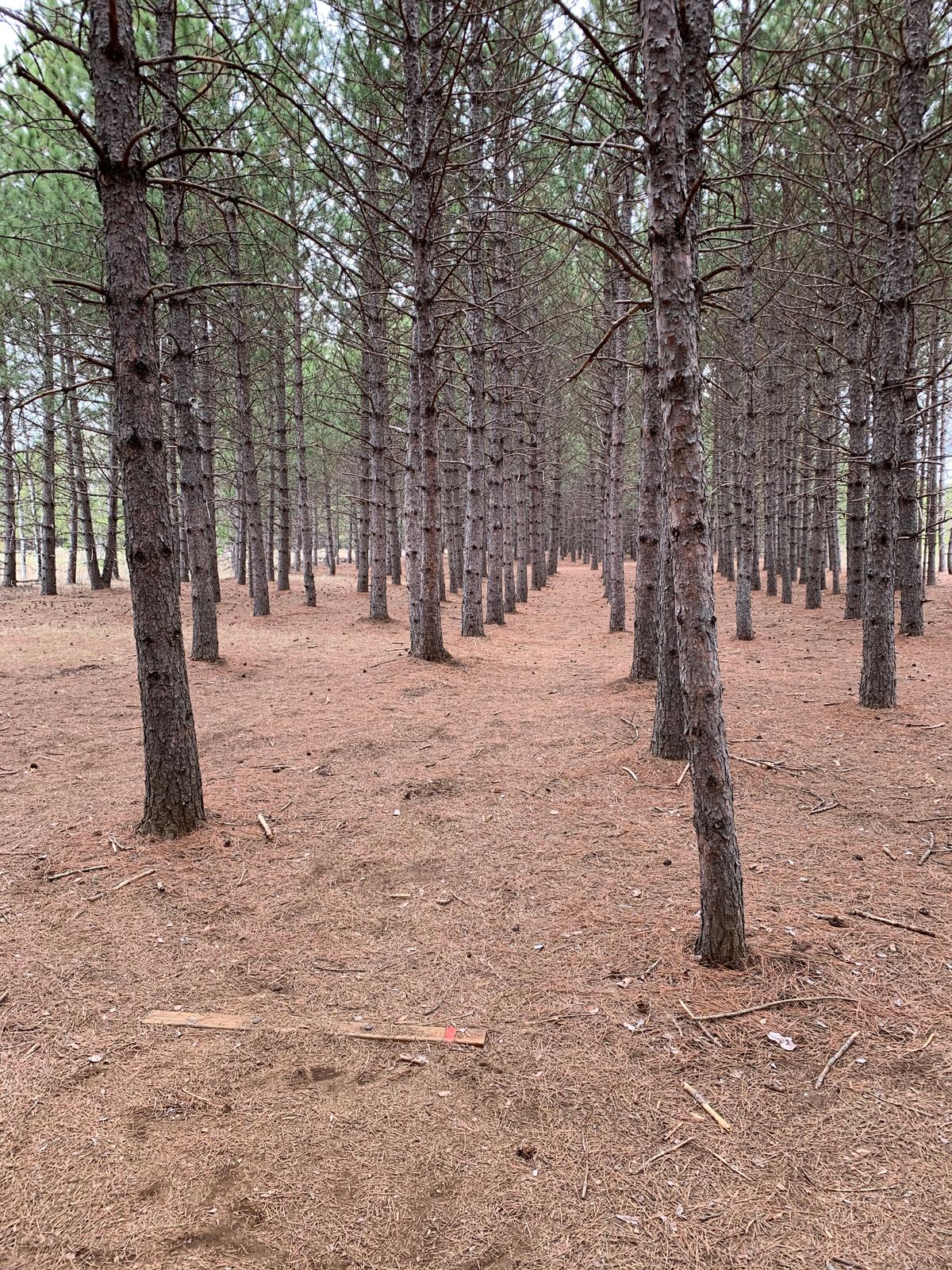 Hole 7 tee box (short)
