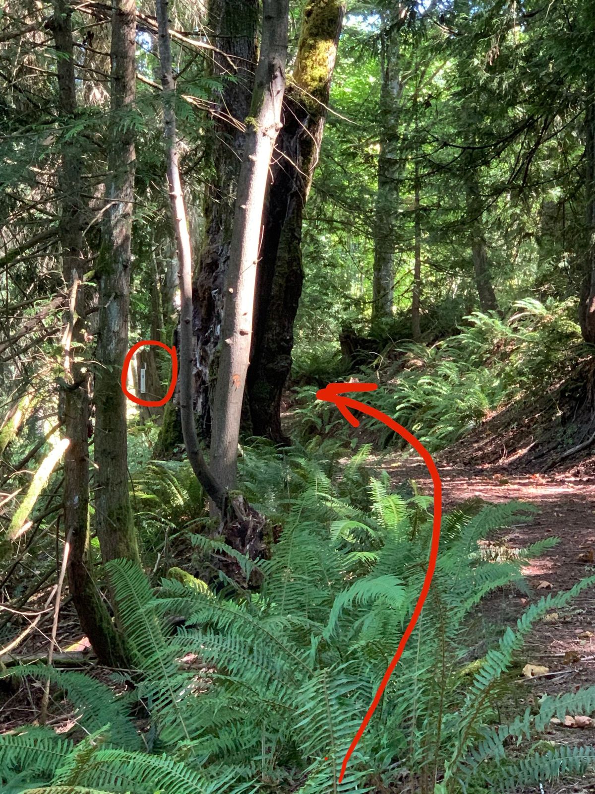 Hole 11: Peek A Boo