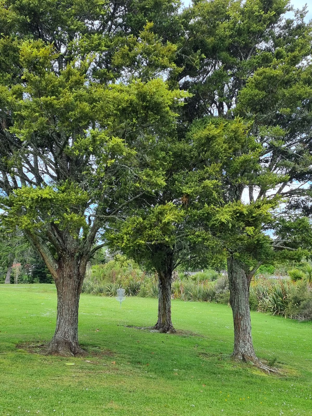 Hole 3 basket behind guardian trees