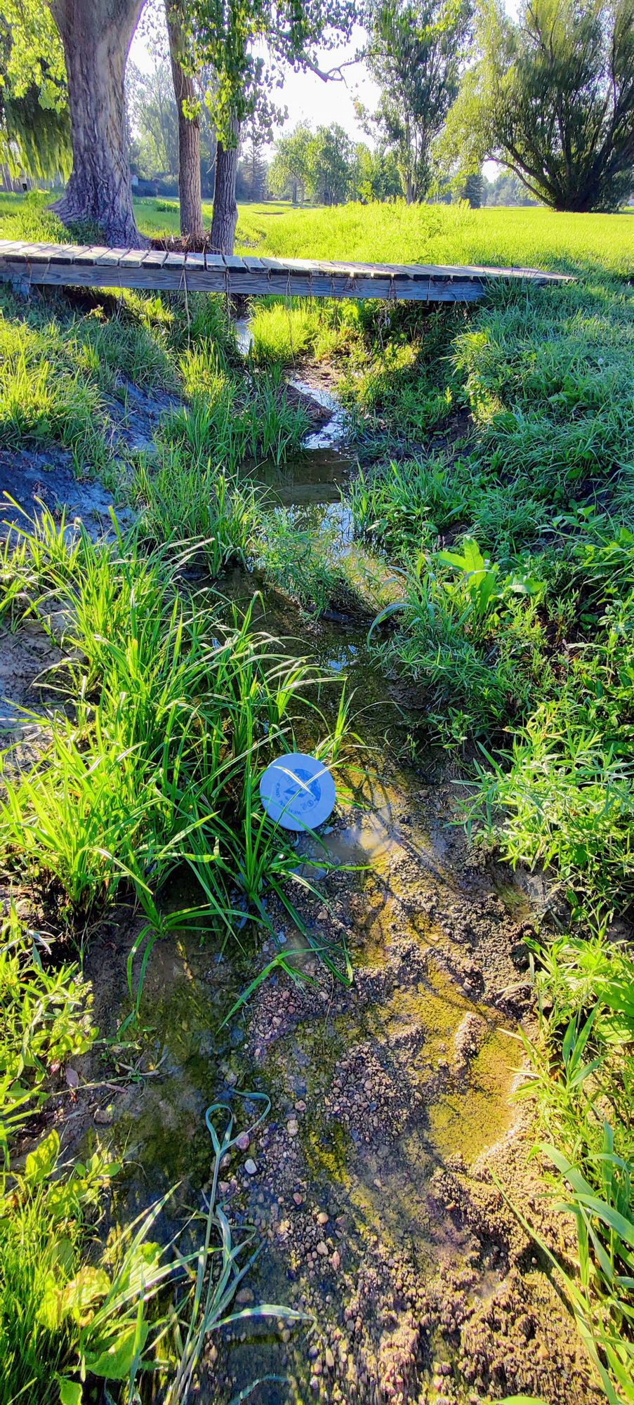 OB or not? In the ditch at hole 9.