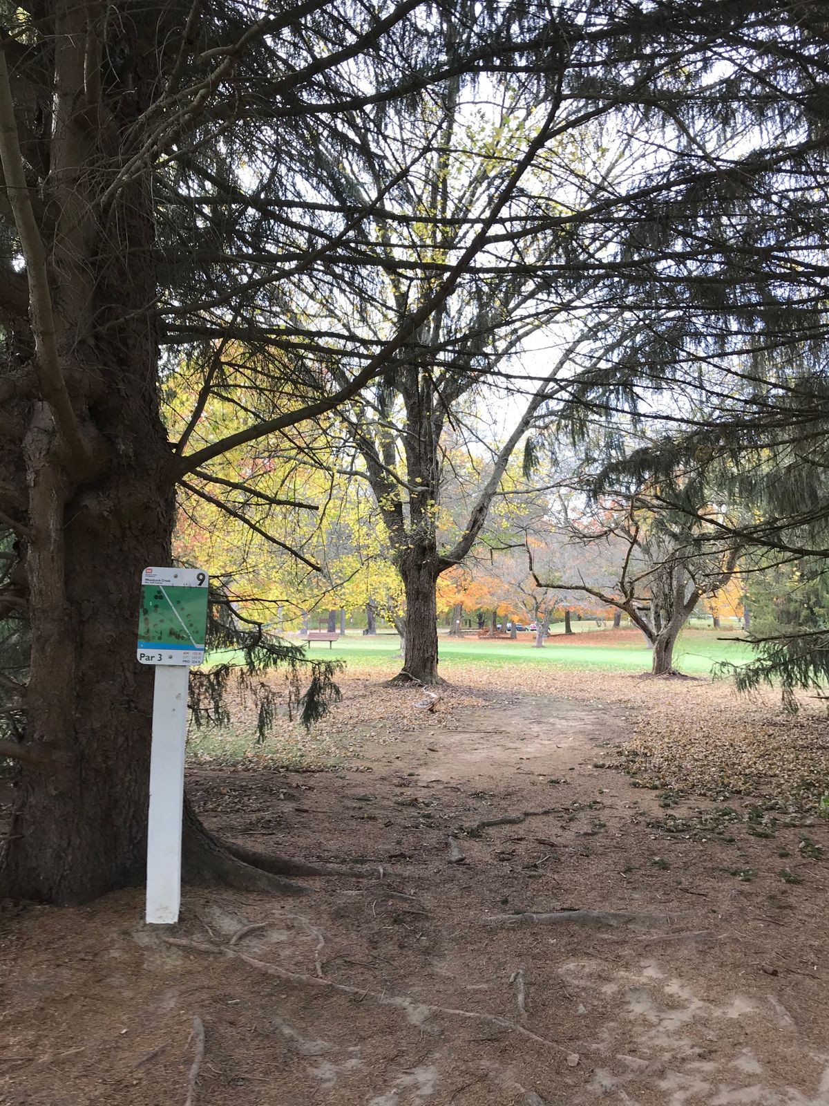 Shooting out from under the pines on #9 ( basket is directly behind the far tree in the middle.