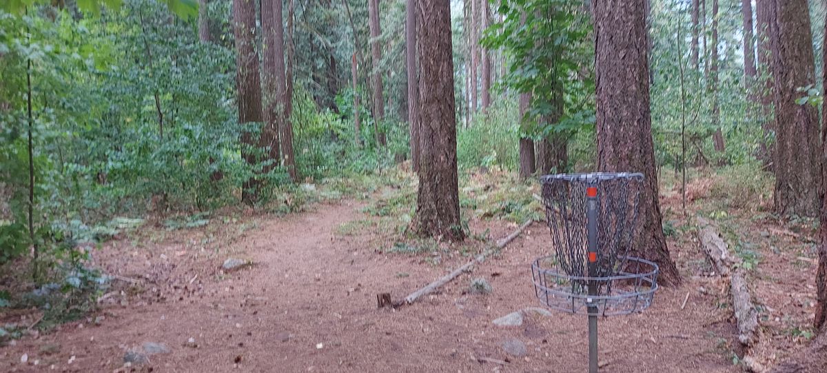 Reverse back up the fairway on hole 15.🪵🌿🪵🌿🍀🪵