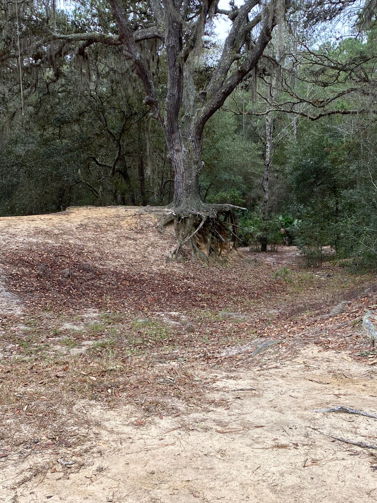 Spirit Tree on 12