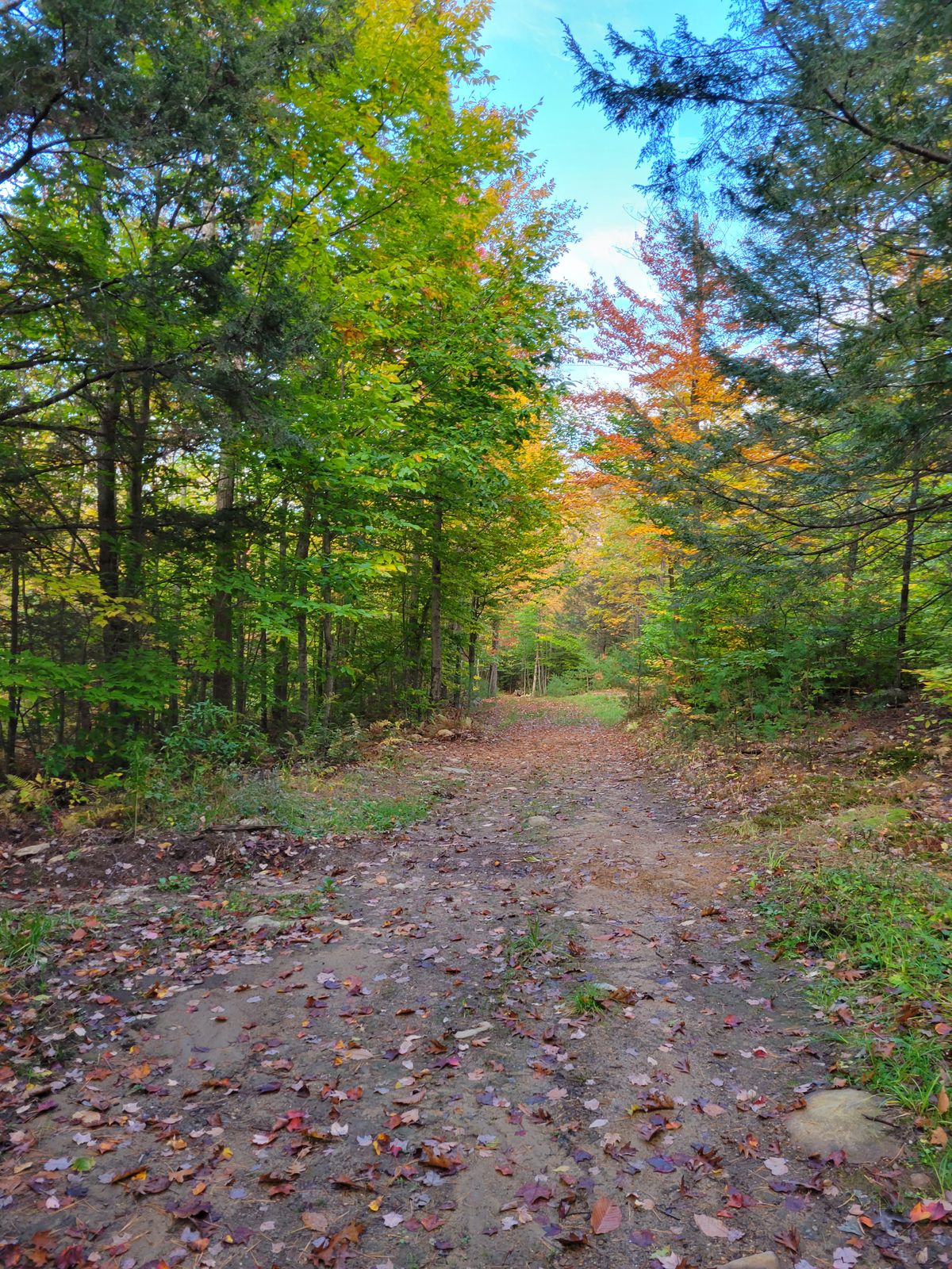 Hole 15 from the tee.
