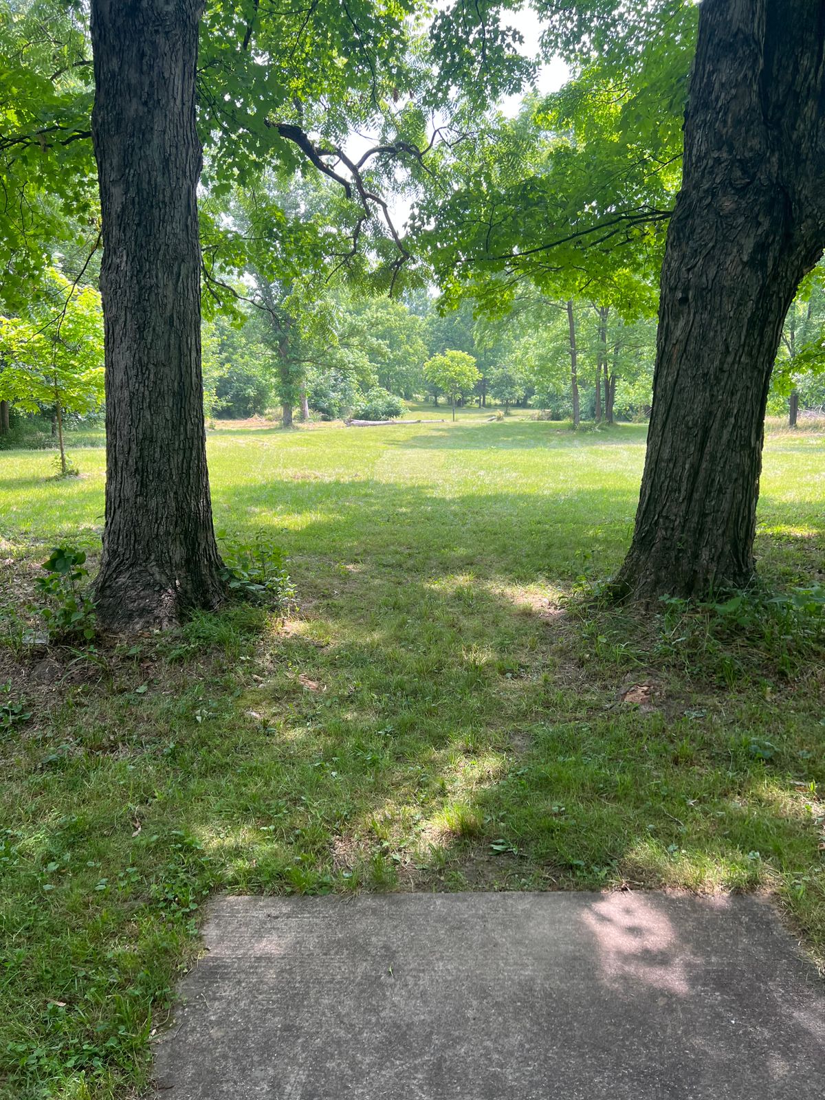 Hole 12, nice flat shot, basket positions are out there to the right past the tree line.