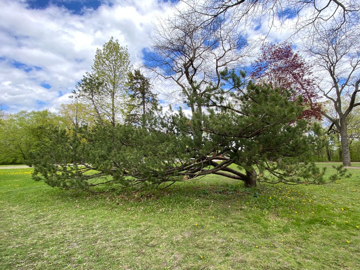 Neat tree in middle of course