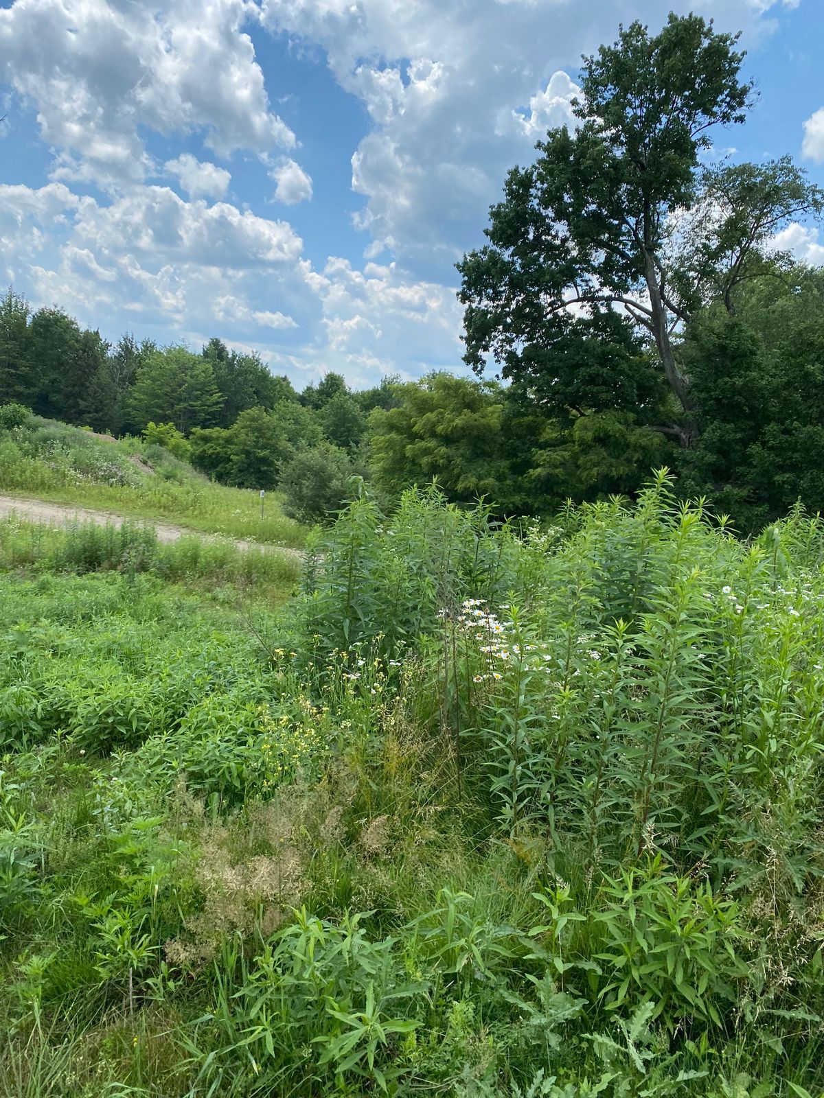 Thick weeds near 1st and 9th basket