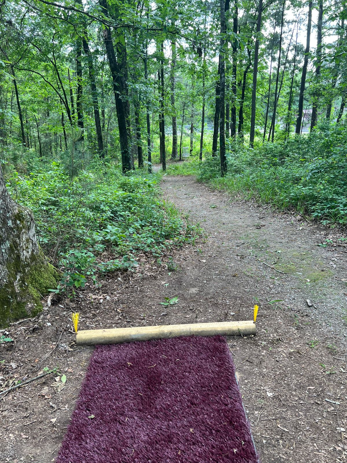 Hole 2 tee pad and basket. 109.5 feet