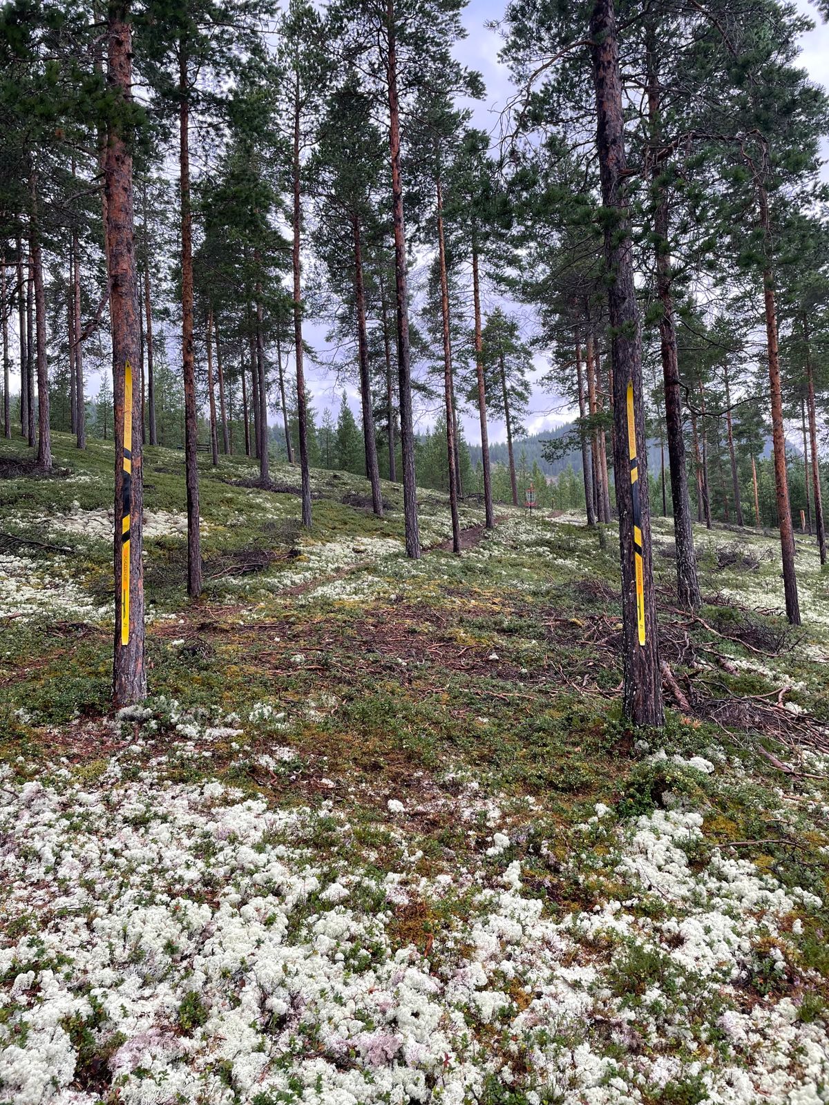 Ski som mandomarkering på hull 4