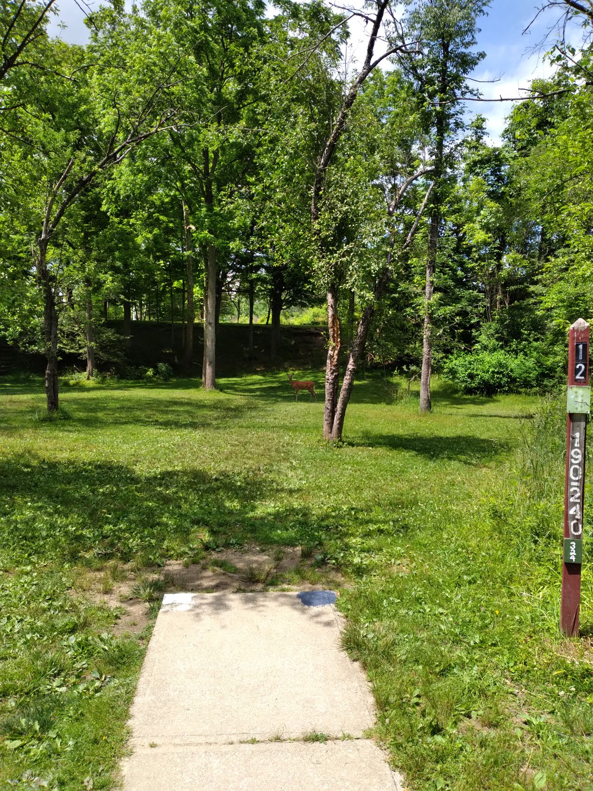 #12 🦌