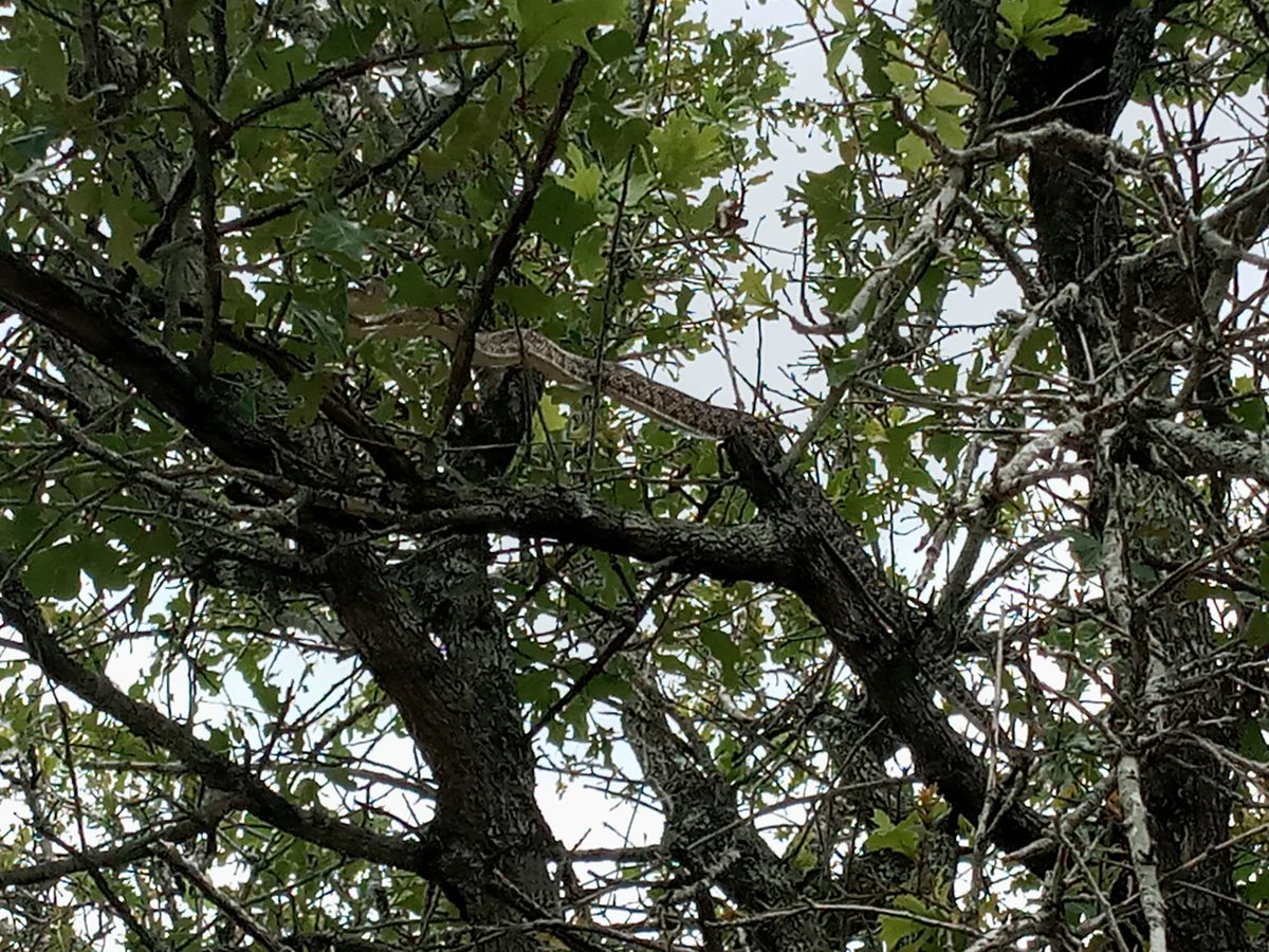 Keep an eye in the trees also