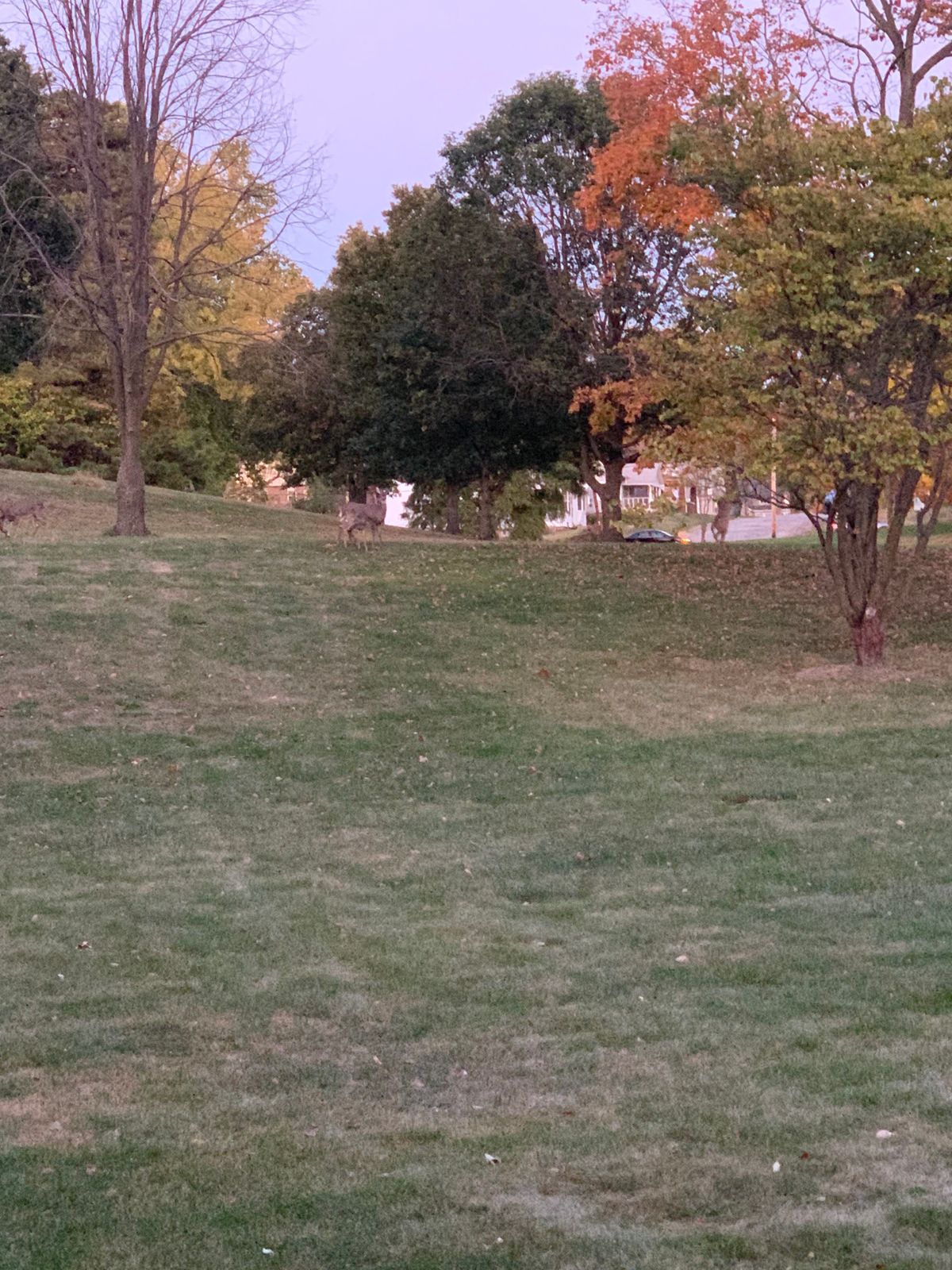 If you play in the evening, you WILL encounter deer
