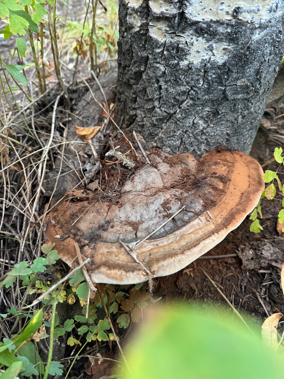 Reishi Mushrooms