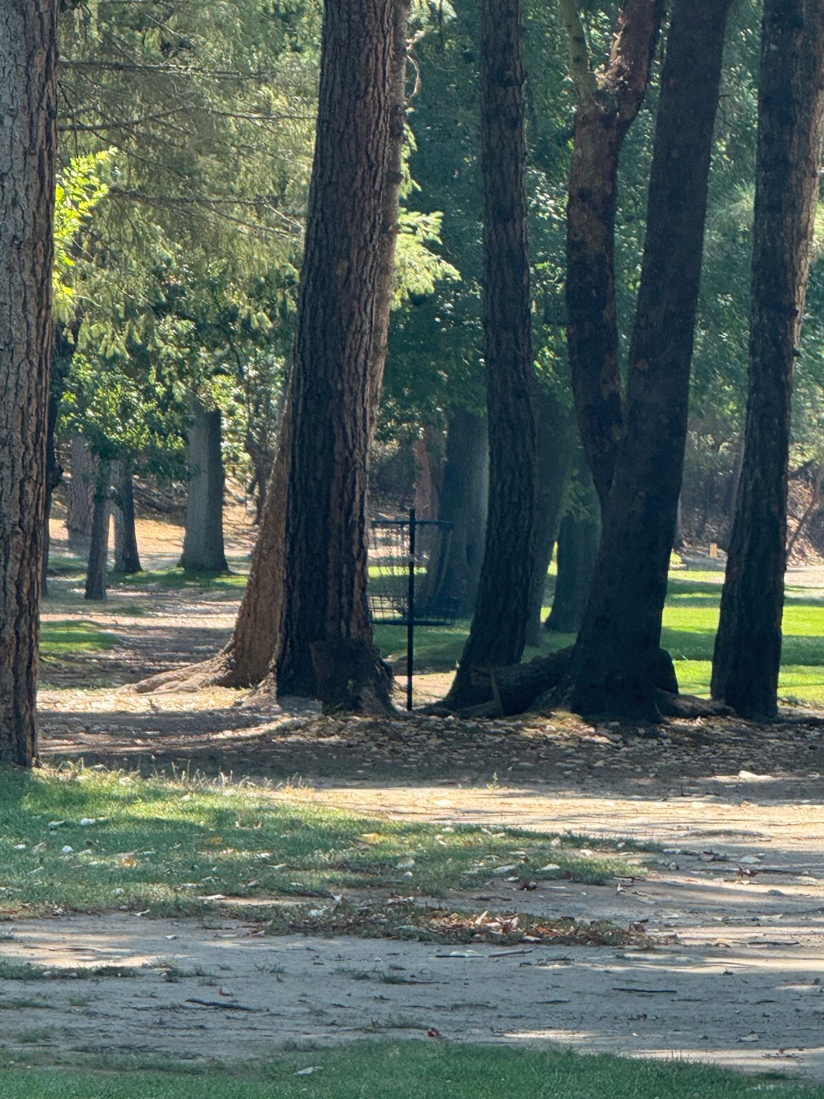Hole 15 basket in trees to the right from ball golf tee #8.