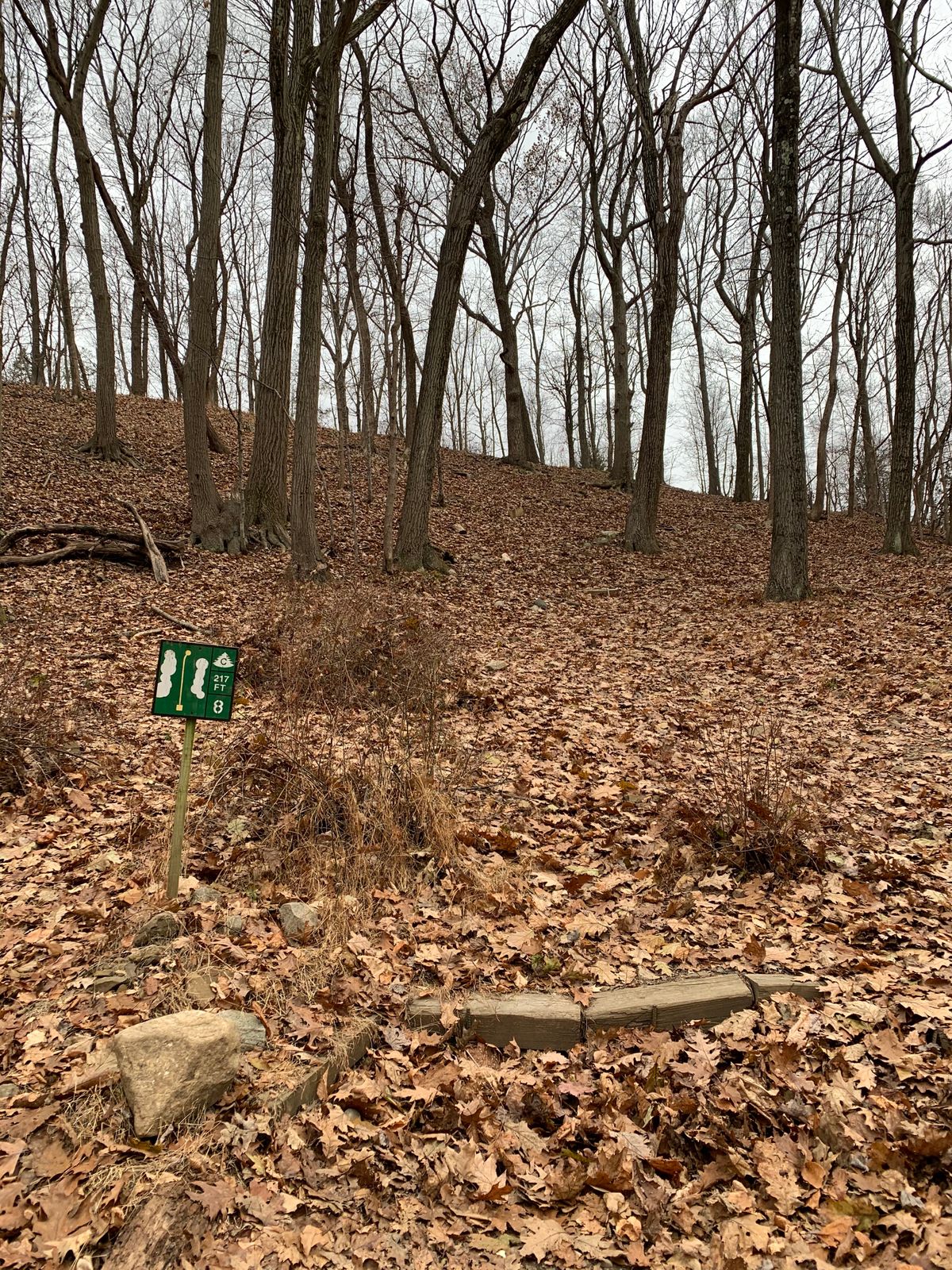 8 green from the tee