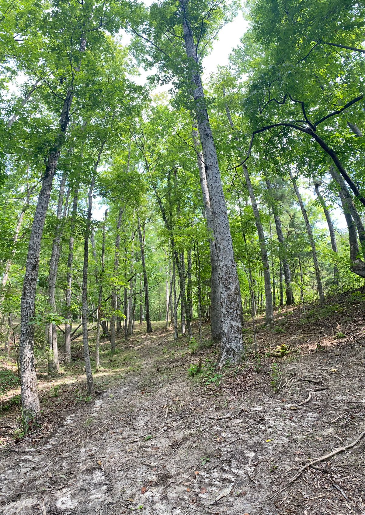 16 tee pad view
