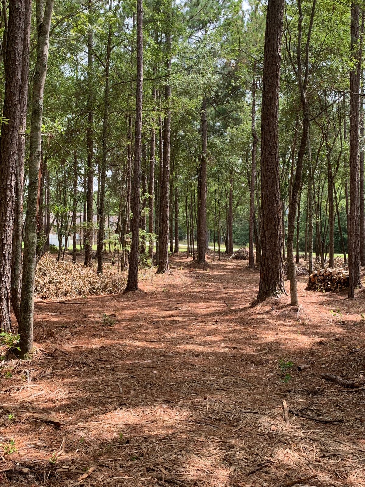 Tee pad used for hole 6