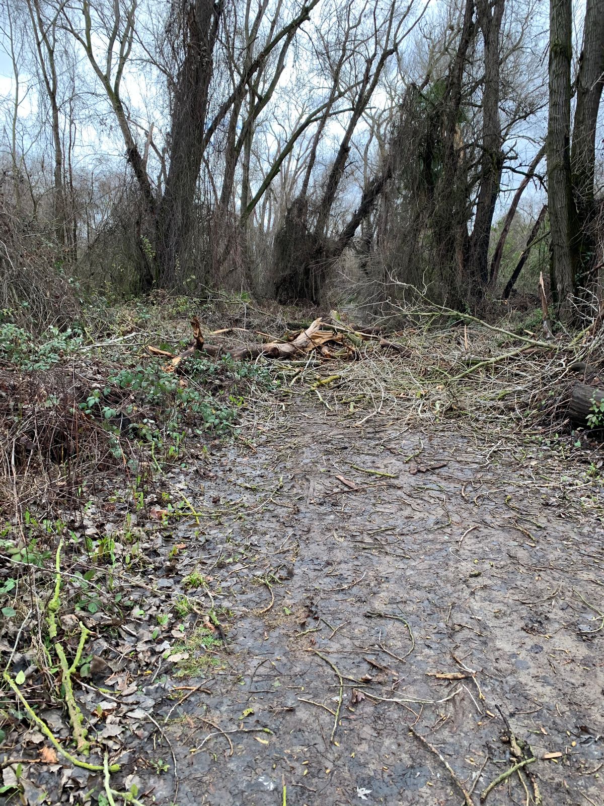 Tree down on the way to 3
