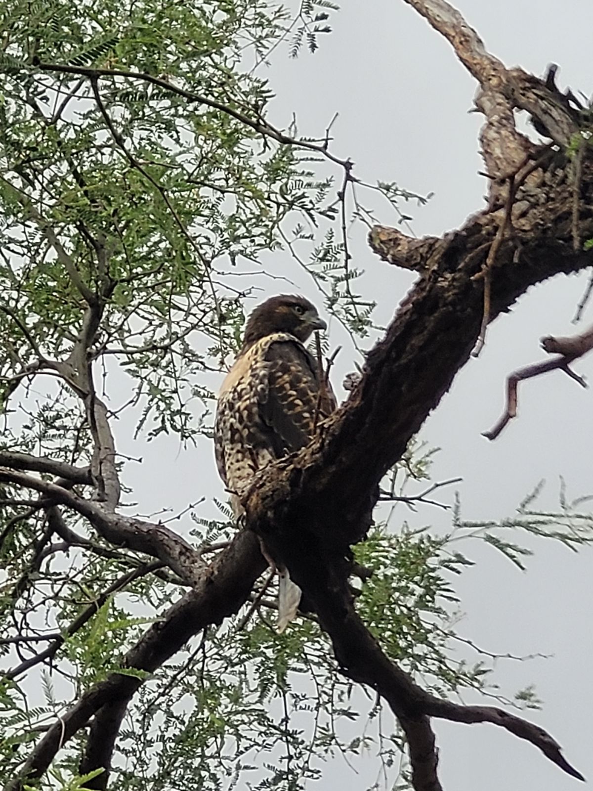 Harris' hawks pervade the area, many rabbits & quail keep them here.