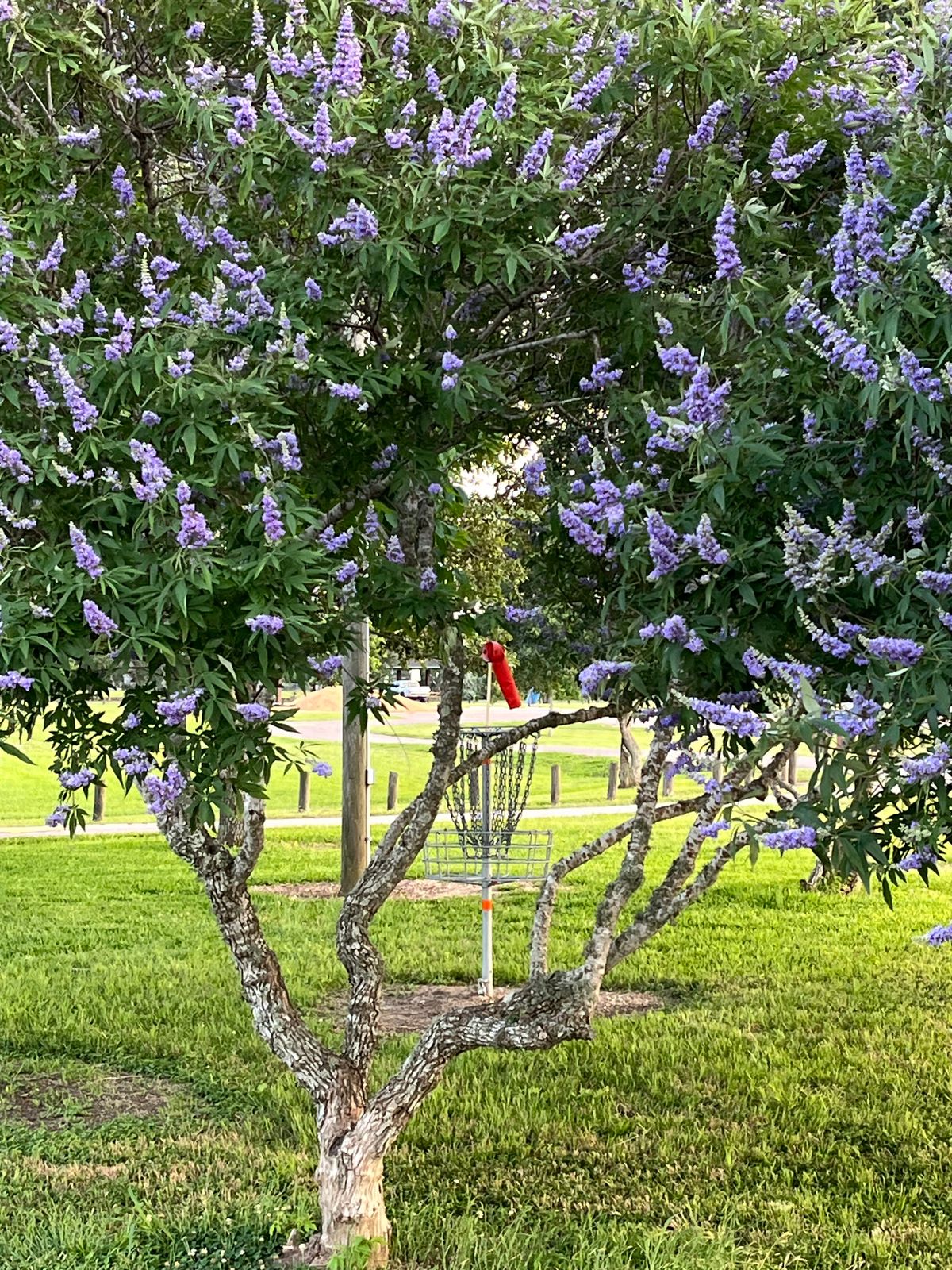 #9/18 Trisland Green in bloom!
